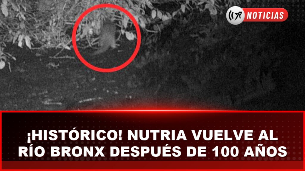 Nutria de río norteamericana captada por una cámara trampa en el río Bronx durante junio de 2026.