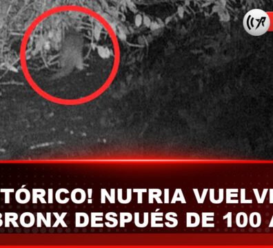 Nutria avistada por primera vez en un siglo en el río Bronx: un triunfo ecológico Nutria de río norteamericana captada por una cámara trampa en el río Bronx durante junio de 2026.
