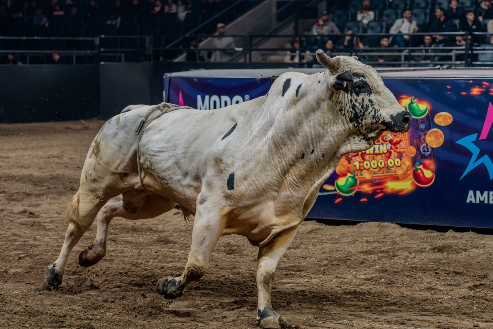 Del jaripeo al PBR: Nueva York vive la emoción de las montas profesionales de toros a7v07224